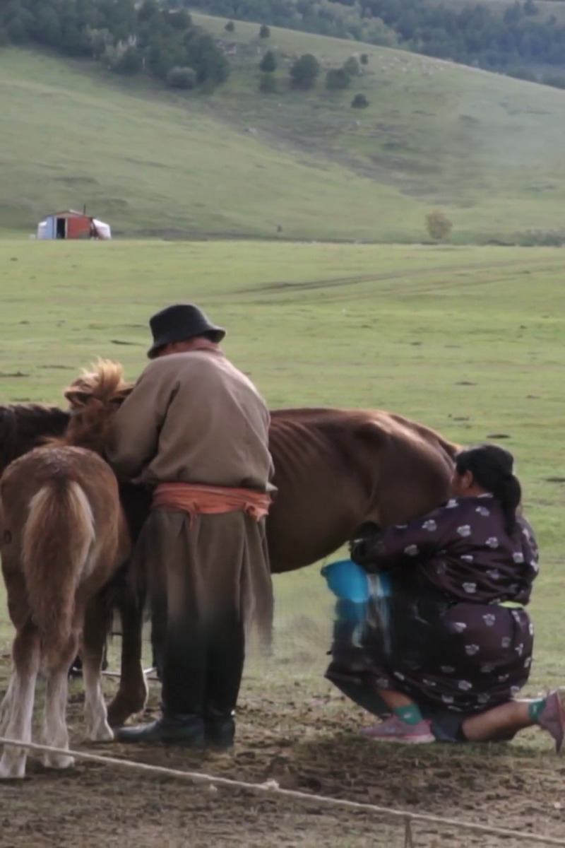 Mongolian fermented horse milk, would you try?