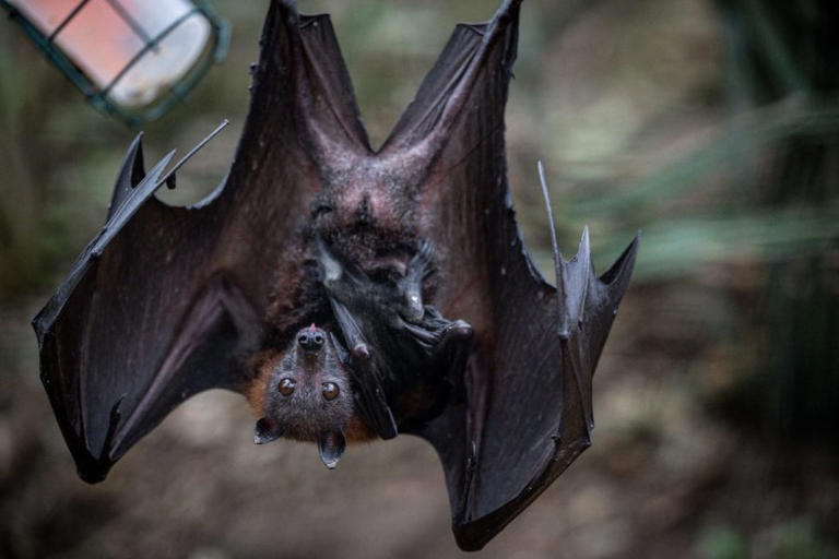 Person receiving treatment after rabid bat exposure in Clark County