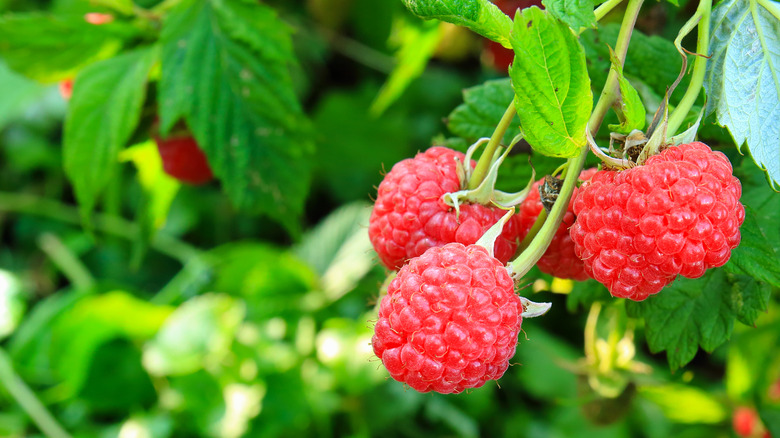 15 berry-producing bushes perfect for your yard