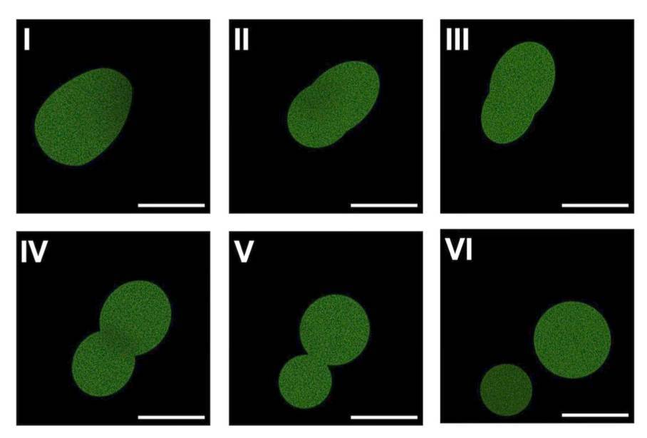 Scientists Create Self-Sustaining Cells, Closer to Building Life From Scratch