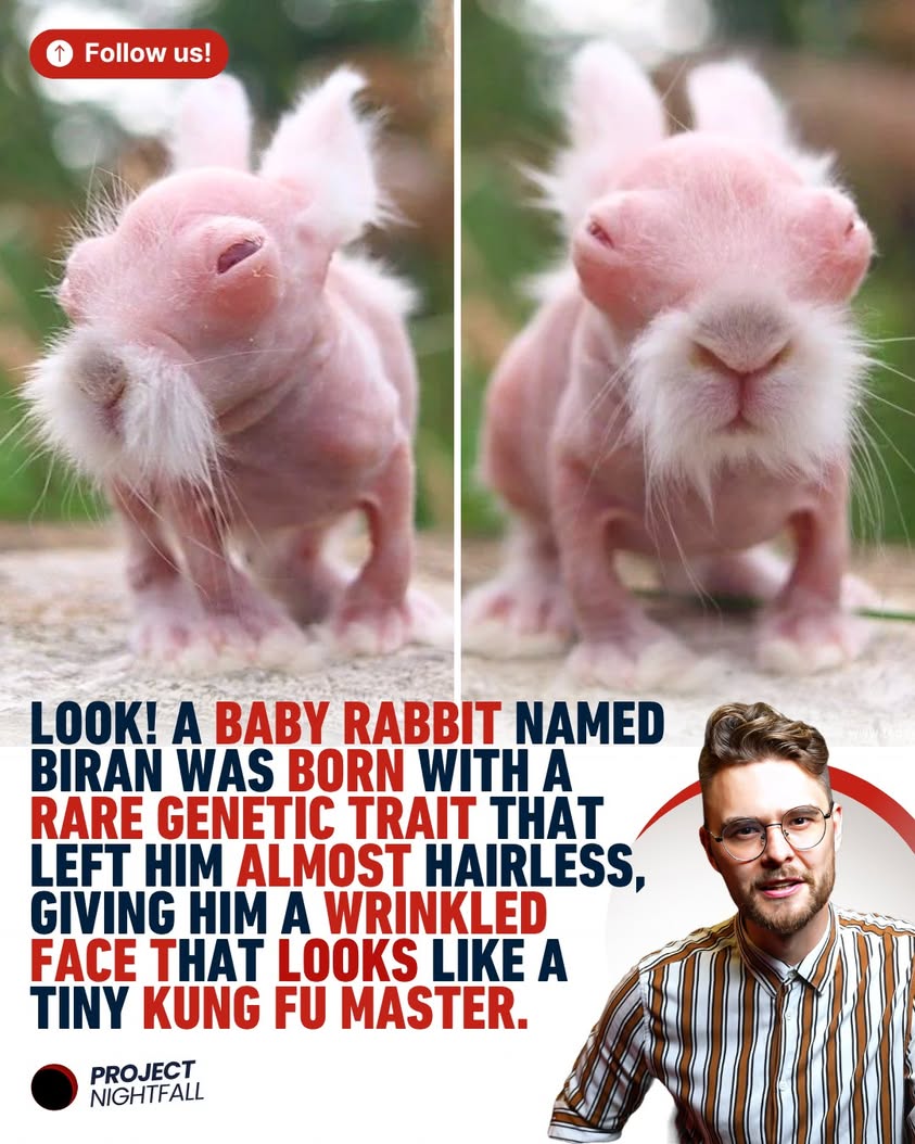 World shocked: Hairless baby rabbit is real-life Master Shifu! Science ...