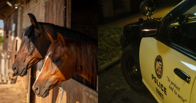 Disturbing video shows horses shot dead at California ranch as ...