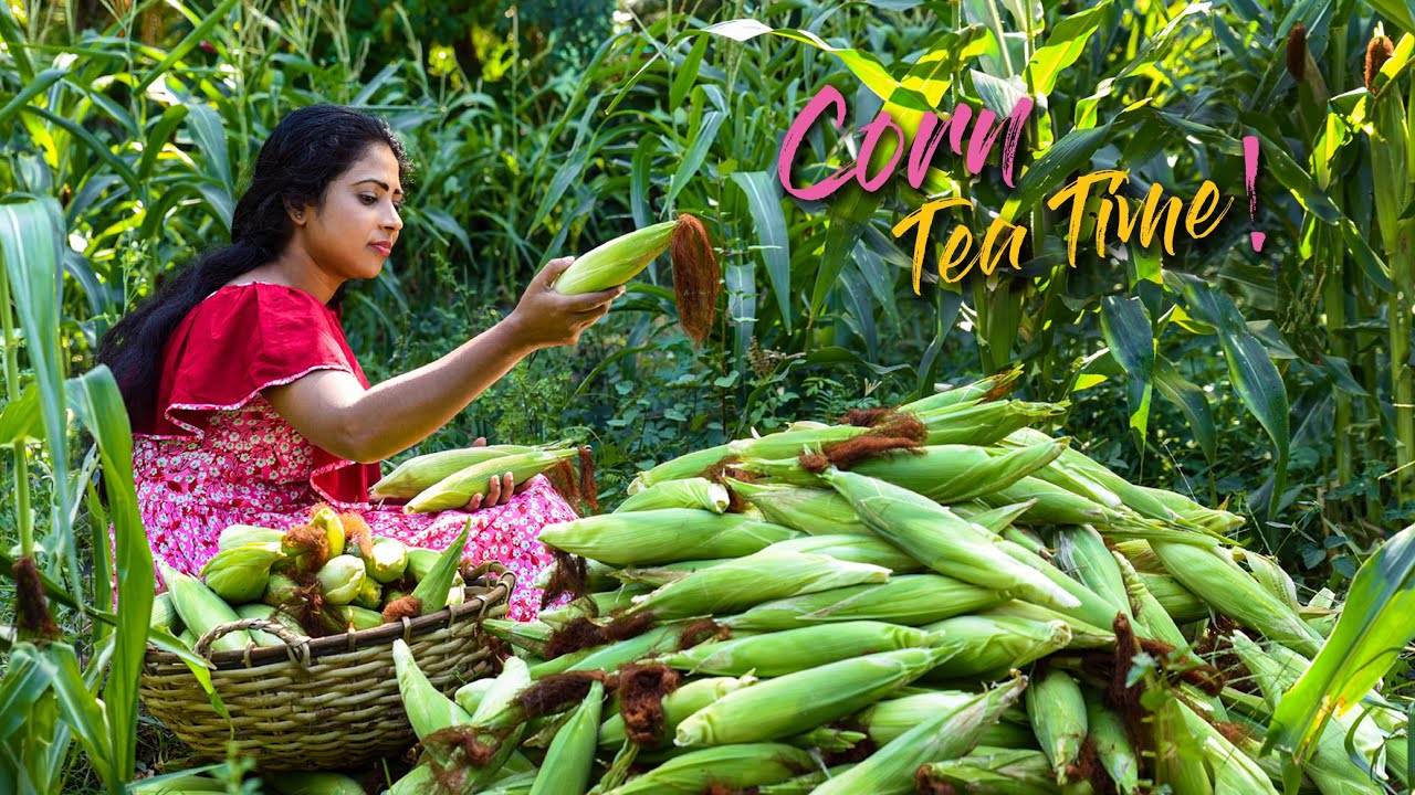 Creative corn recipes from a fresh harvest