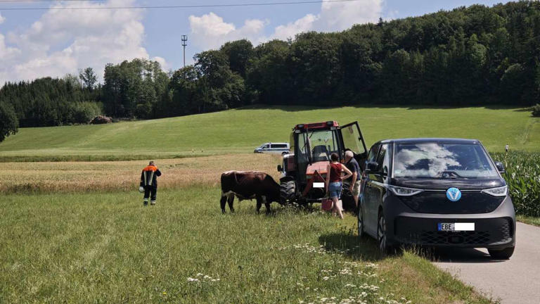 Feuerwehr jagt Rinder: Tierischer Einsatz bei Aßling