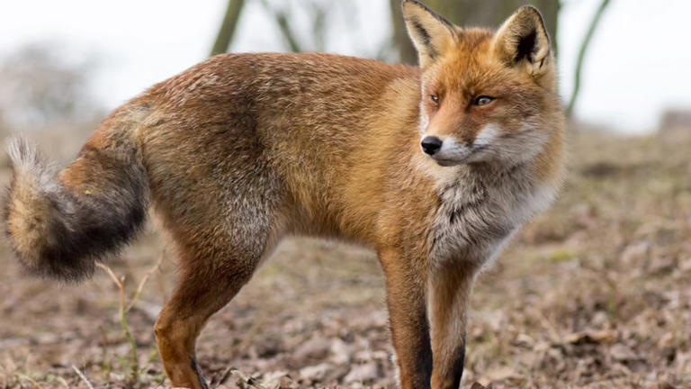 Alamance County confirms fourth rabies case after fox tests positive