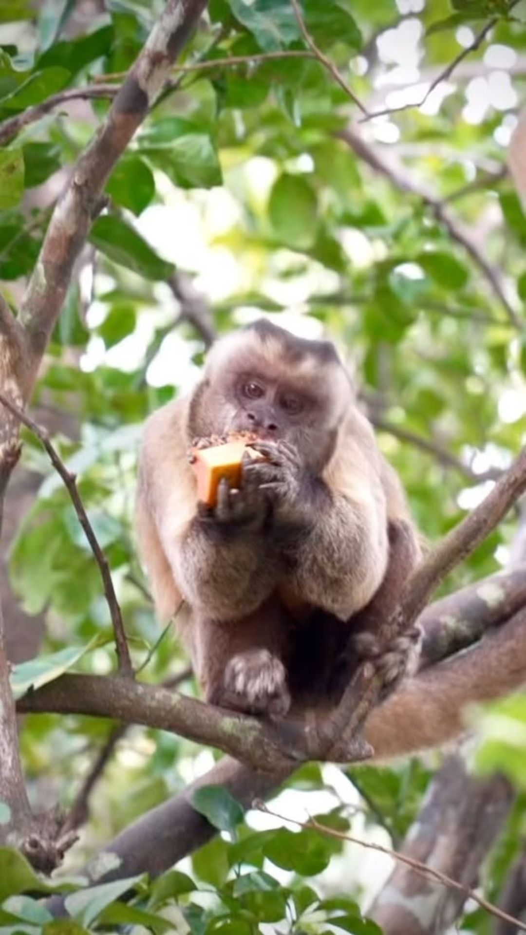 The unexpected behavior of capuchin monkeys in the wild revealed