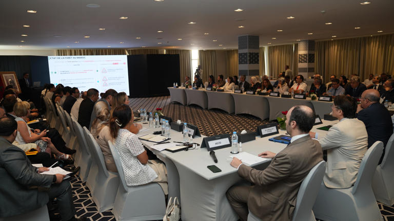 Morocco: New forestry strategy seeks to prevent MAD 5 billion in losses