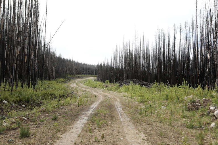 Osoyoos Indian Band plans to restore wildfire-ravaged forests with ...