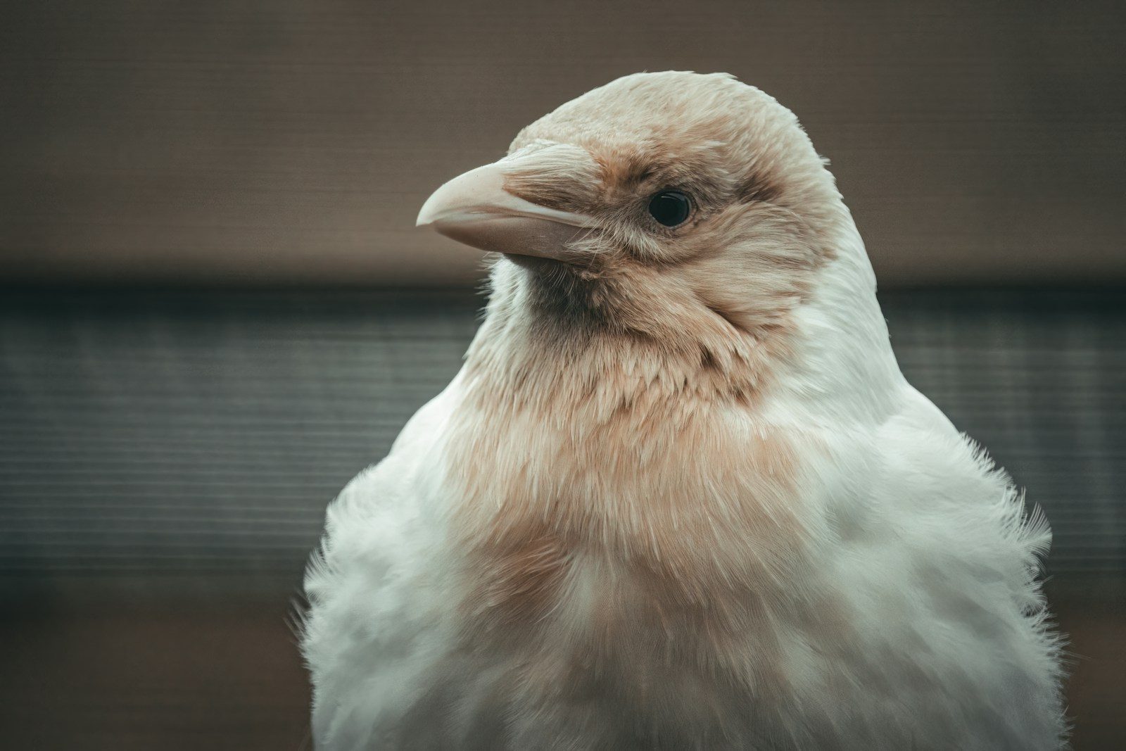 Rare albino crow stuns bird lovers with its ghostly white appearance