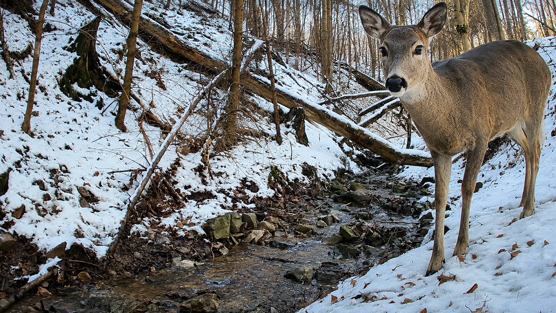 A deer stops by a snowy creek caught on trail camera