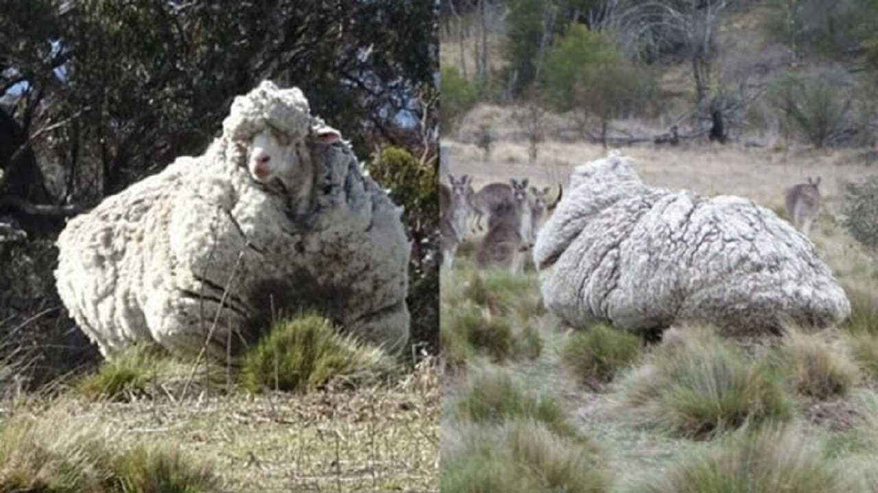 This is what Chris the sheep looked like five years without grooming!