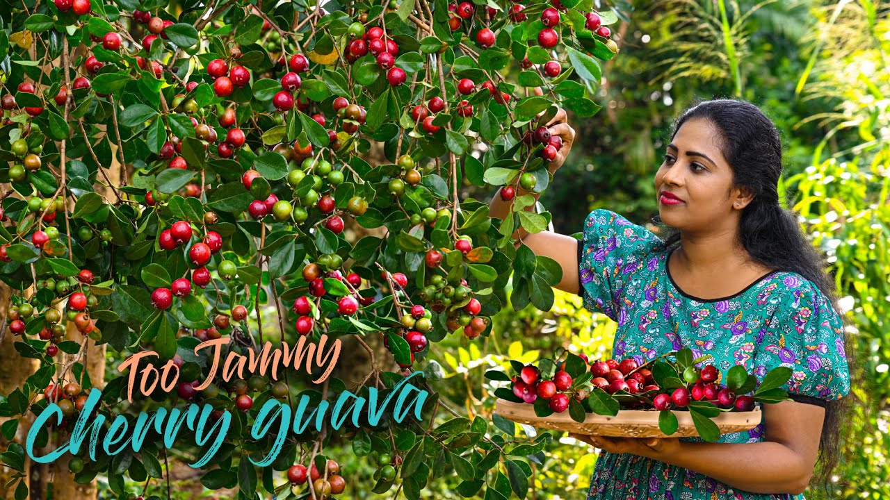 Why jam guava is perfect for a homemade pudding