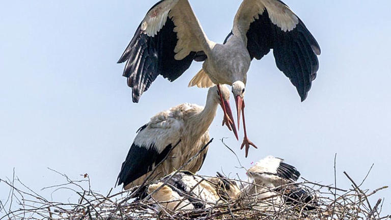 'The storks were here before me': Pensioners live side-by-side with ...