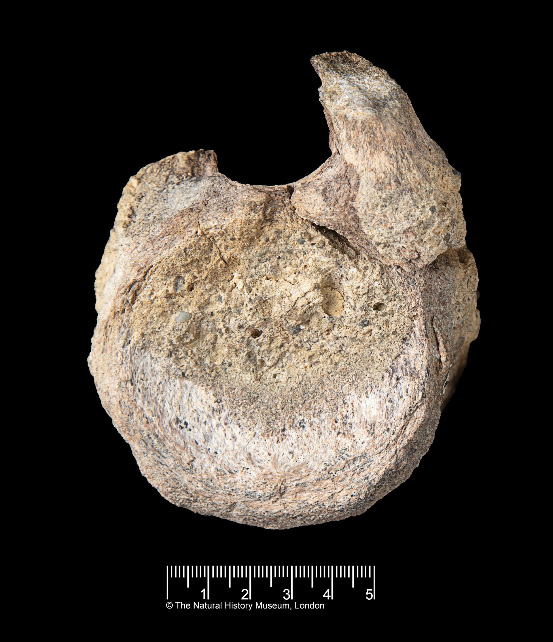 Første dinosaurfossil fra Antarktis funnet bortgjemt i skuff