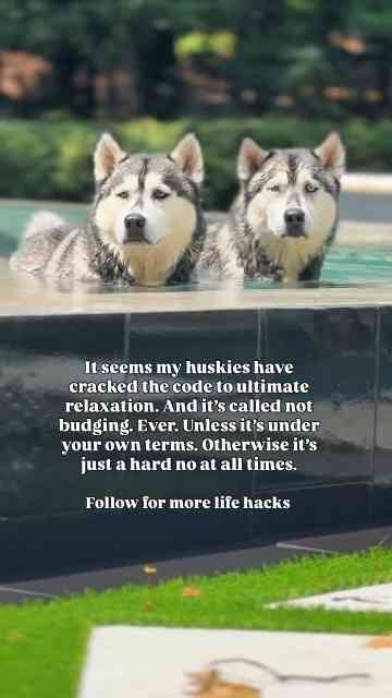 This husky refuses to leave the pool