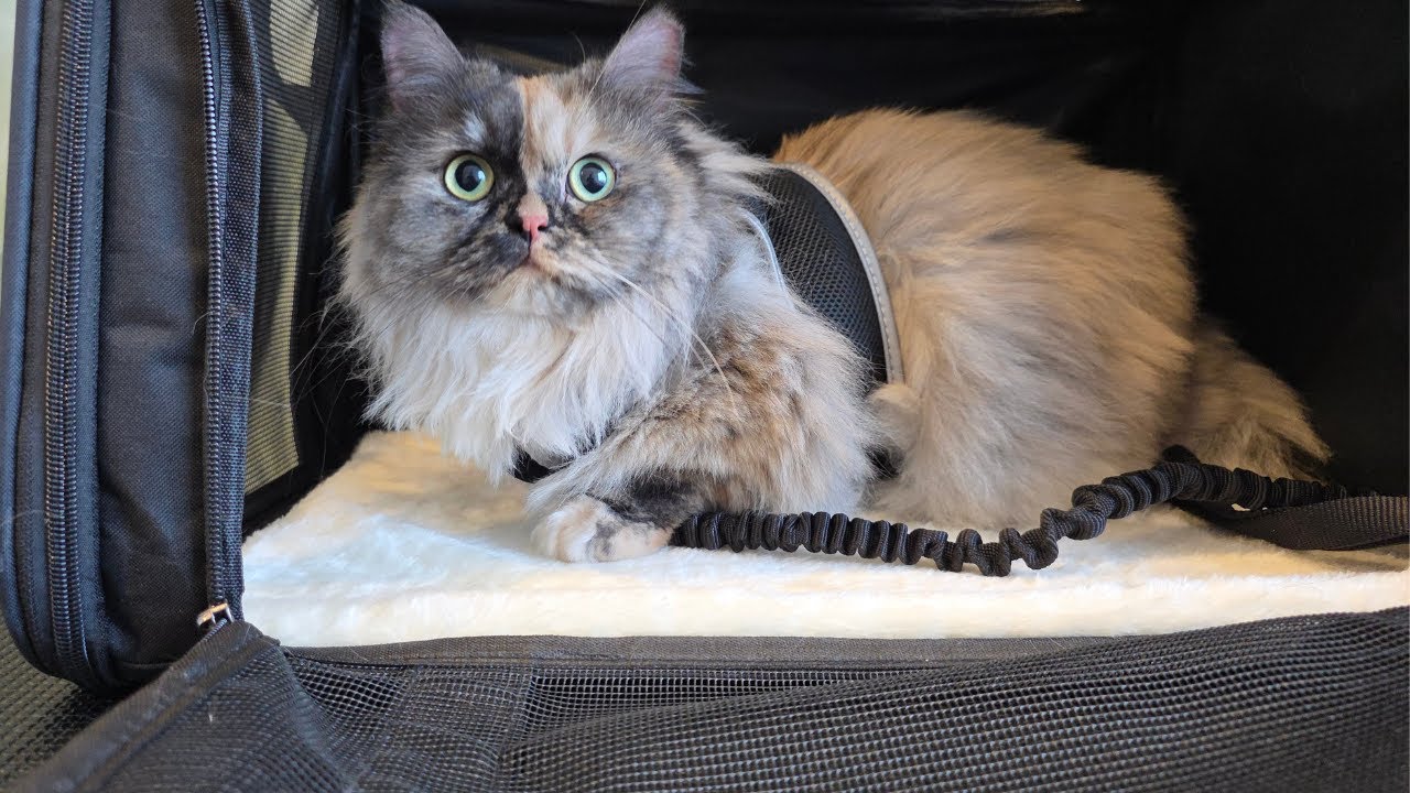 Tala’s “Bell Pepper Spicy” grooming session 🌶️