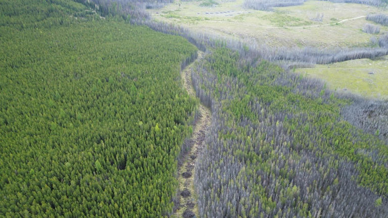 Osoyoos Indian Band plans to restore wildfire-ravaged forests with ...