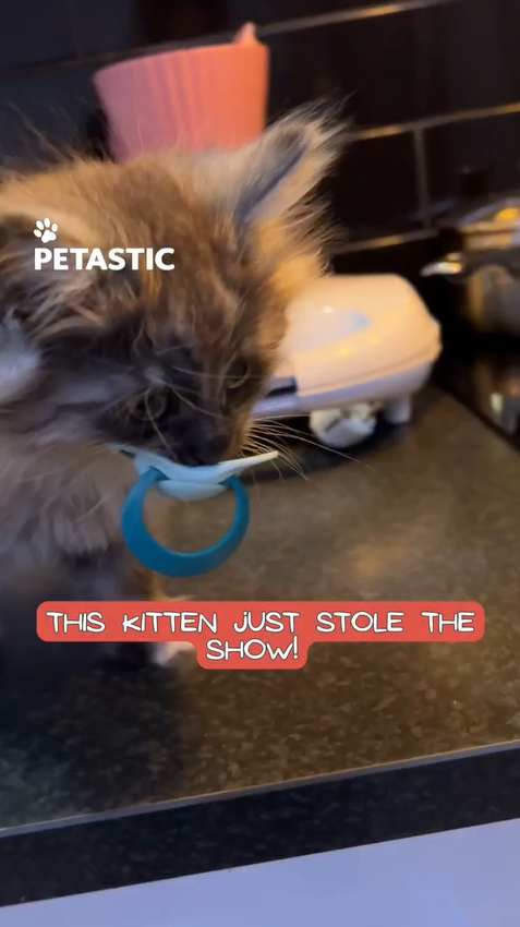 Kitten steals pacifier and becomes the baby of the house