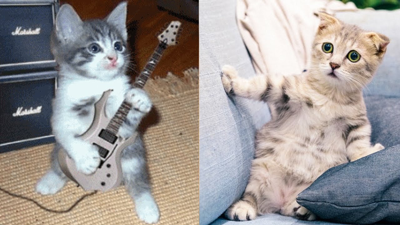 Rockstar kitten meets the coolest sofa pose