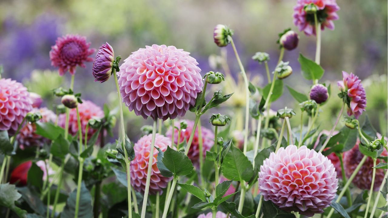 I never skip these 7 dahlia jobs in August – the secret to bigger blooms that last until frost