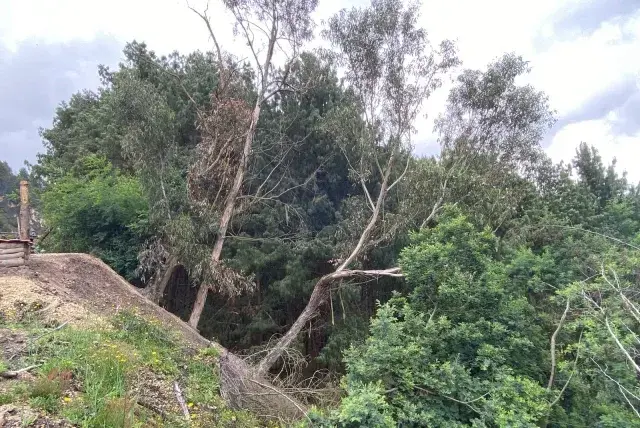 El fenómeno de El Niño eleva el riesgo de caída de árboles: CAR agiliza ...