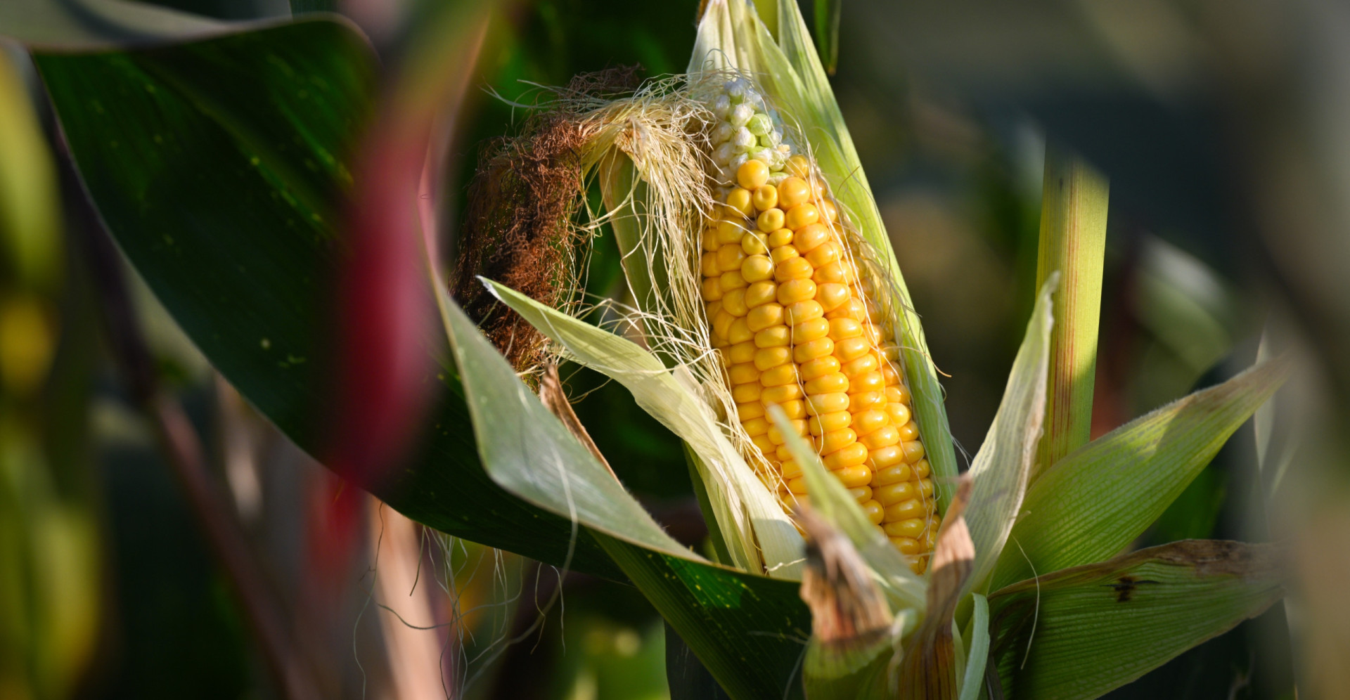Beyond the dinner table: The many uses of corn