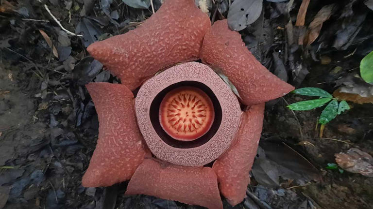 Rare rafflesia blooms in Mt. Kanlaon Natural Park