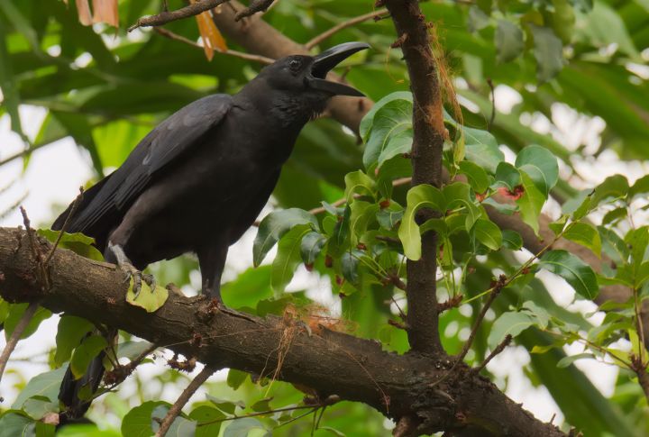 Debunking 15 myths about crows
