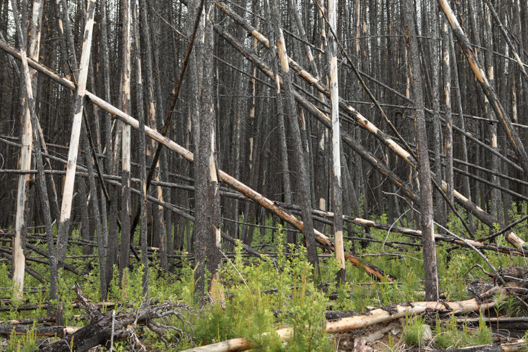 Osoyoos Indian Band plans to restore wildfire-ravaged forests with ...