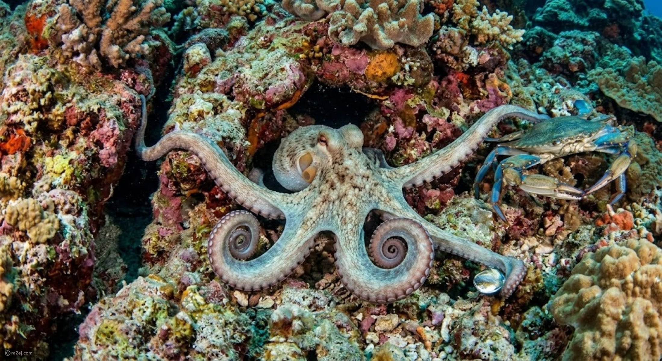 The octopus may be Earth’s closest thing to an alien — here’s why