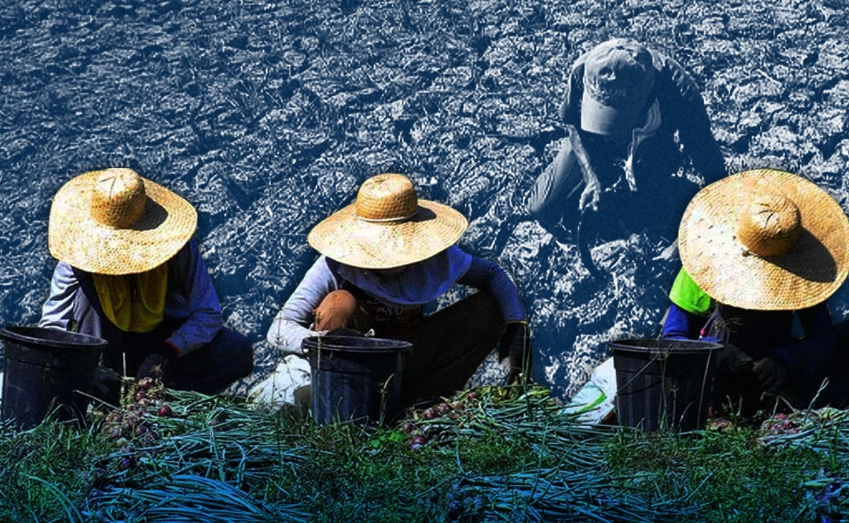 Farmer’s hope withers as prolonged dry spell cracks Isabela soil