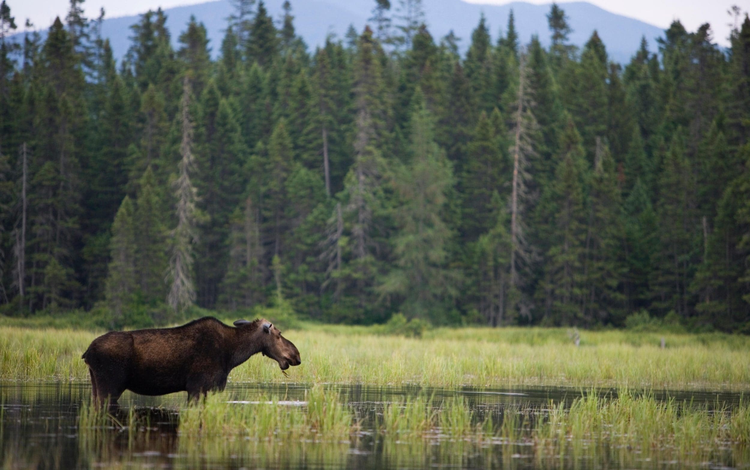 The cow moose is the largest land mammal in New Hampshire