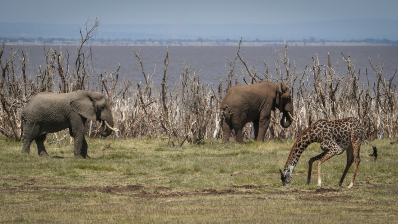 Animals of different species use a secret shared language to team up ...