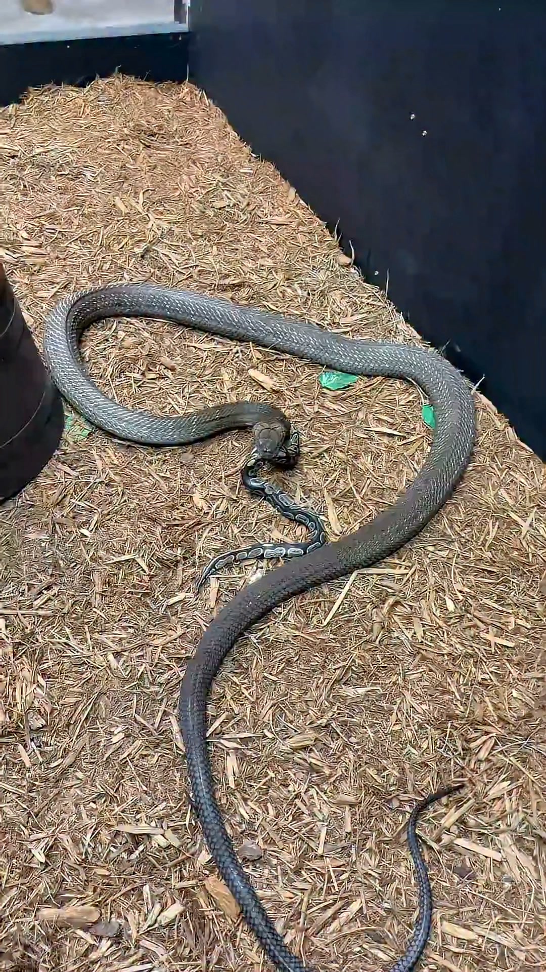 King cobra behavior observation