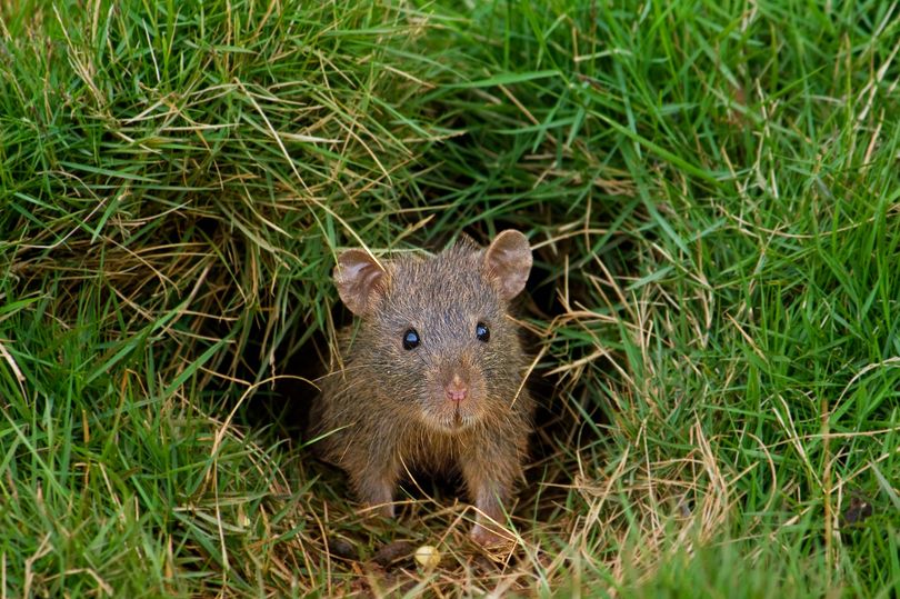 Rodents 'sprint in the opposite direction' from natural rat deterrent ...
