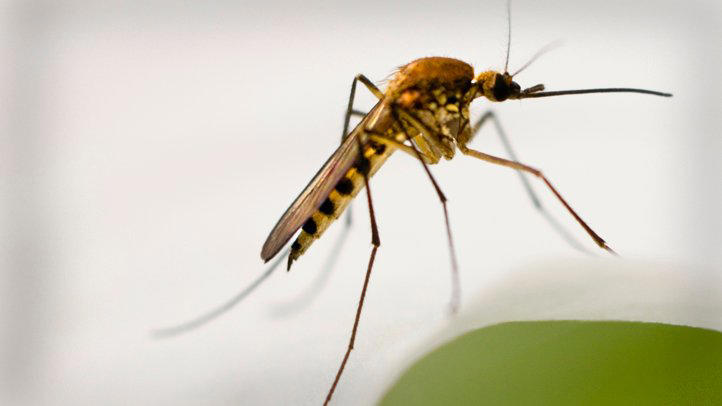 Caution: West Nile virus found in mosquitos in San Carlos area