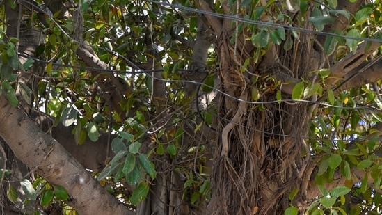 A 700-year-old banyan tree in Bihar's Munger just entered history books ...