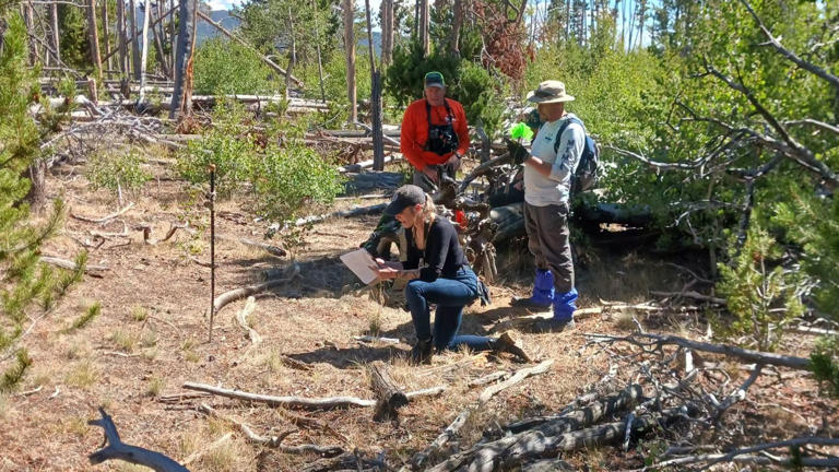 Skeletal remains found in US woodland identified as missing Scottish man