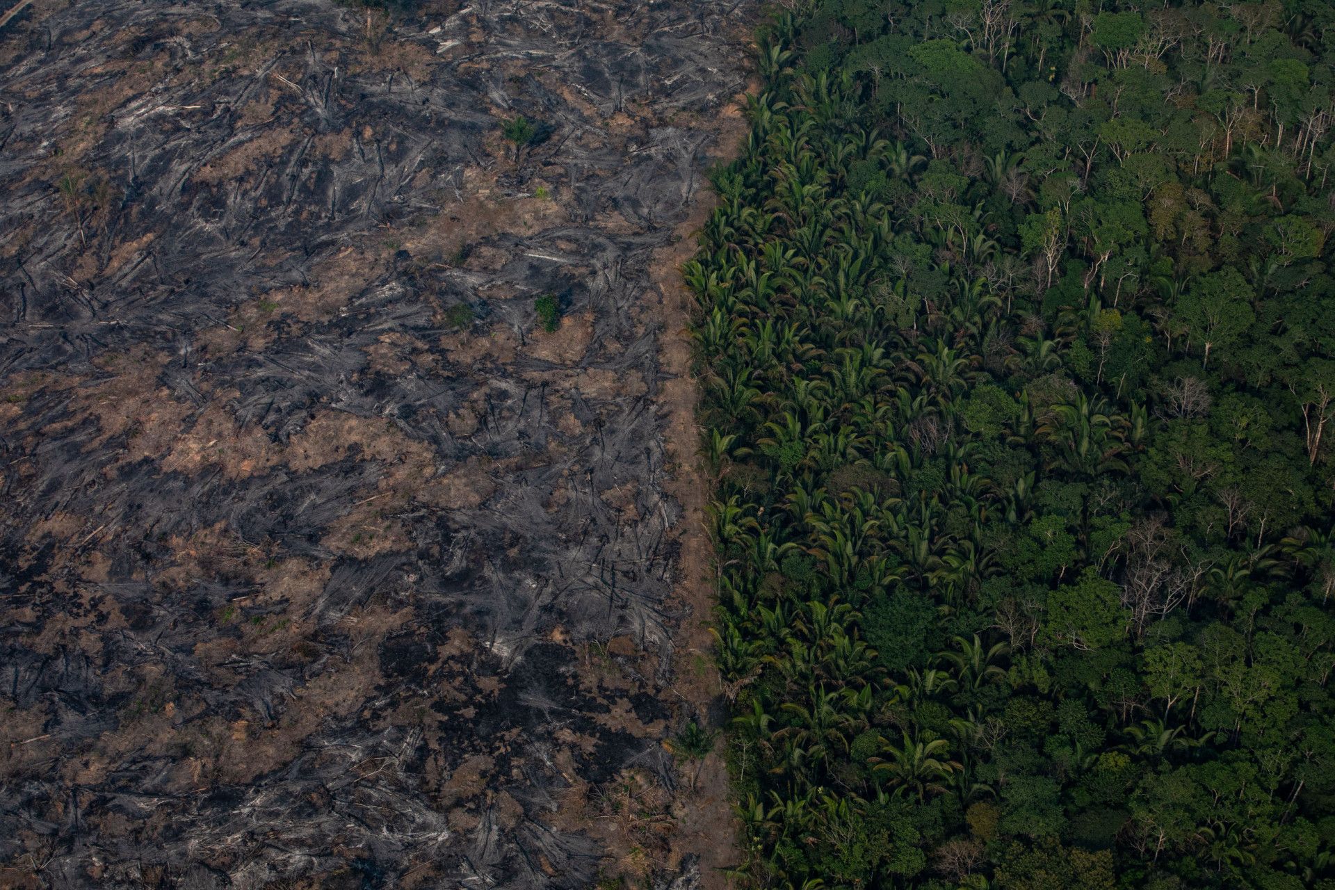 How does climate change affect trees?