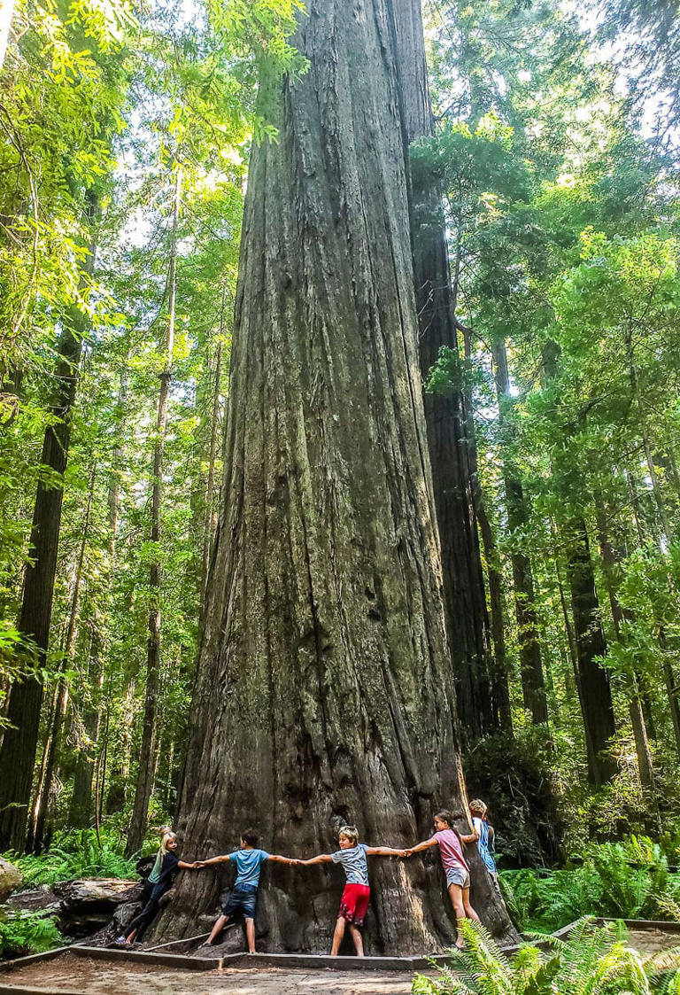 The 7 best national parks in California you need to visit [2026 update]