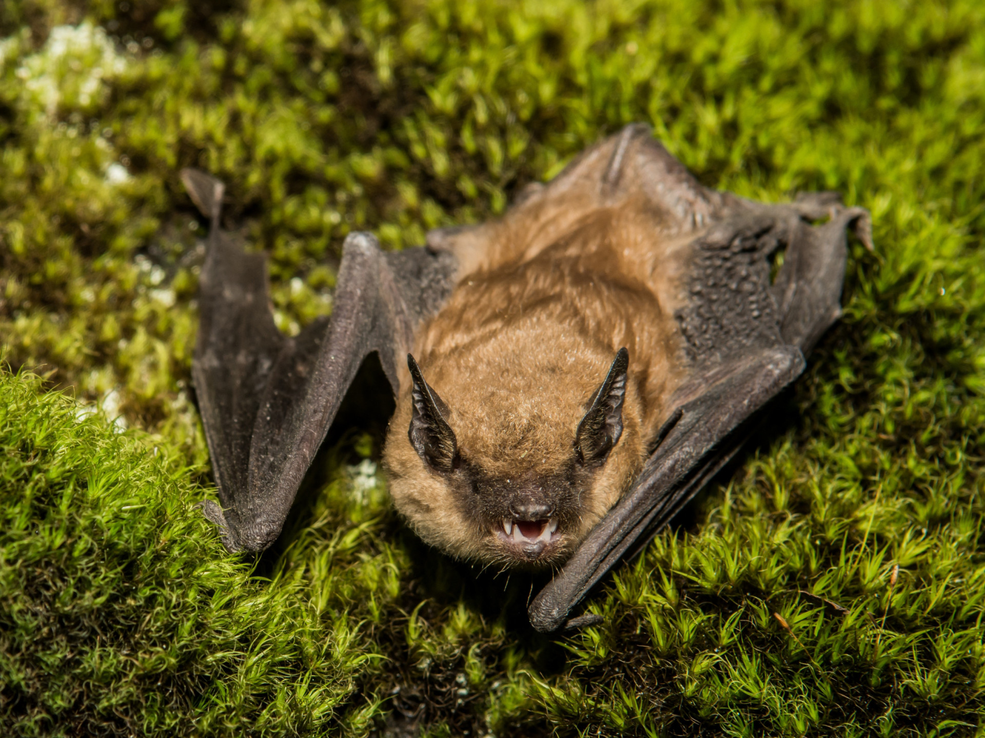 Why is rabies so feared?