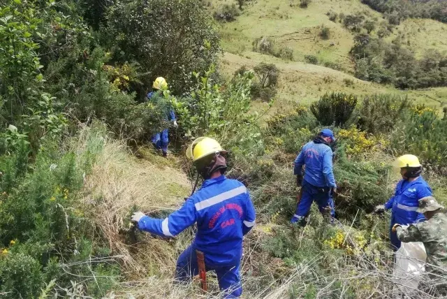 El fenómeno de El Niño eleva el riesgo de caída de árboles: CAR agiliza ...