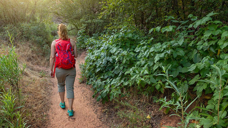 The real reason poison ivy invades your garden and how to kill the ...