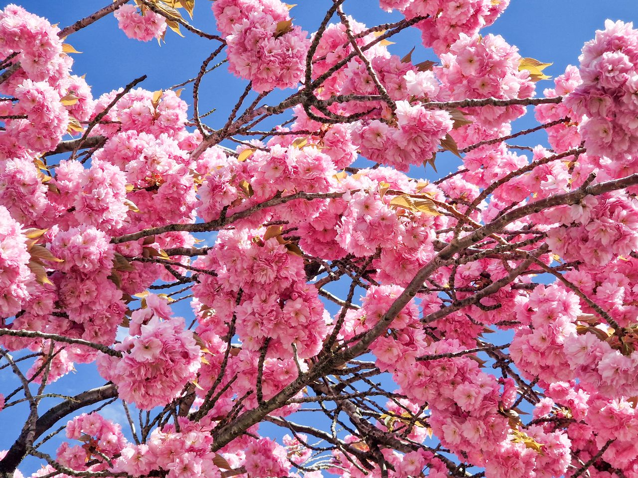 cherry blossom tree