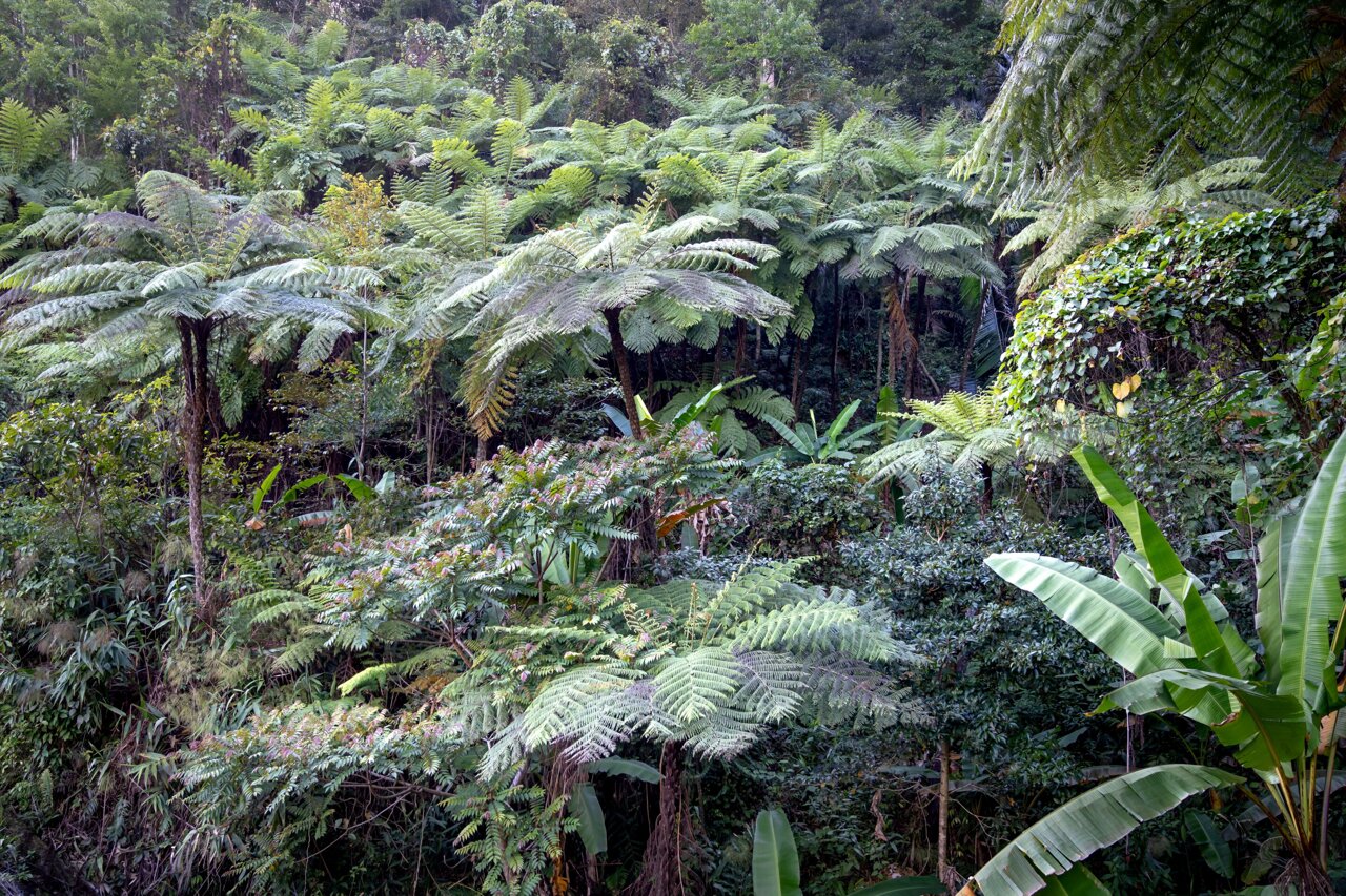 Stress protection of Amazon trees, induced by climate warming, may alter atmosphere chemistry