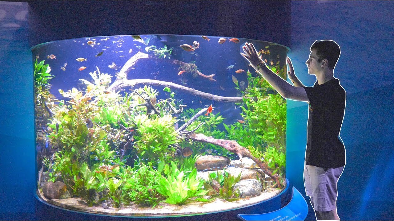 Insane aquarium exhibit!