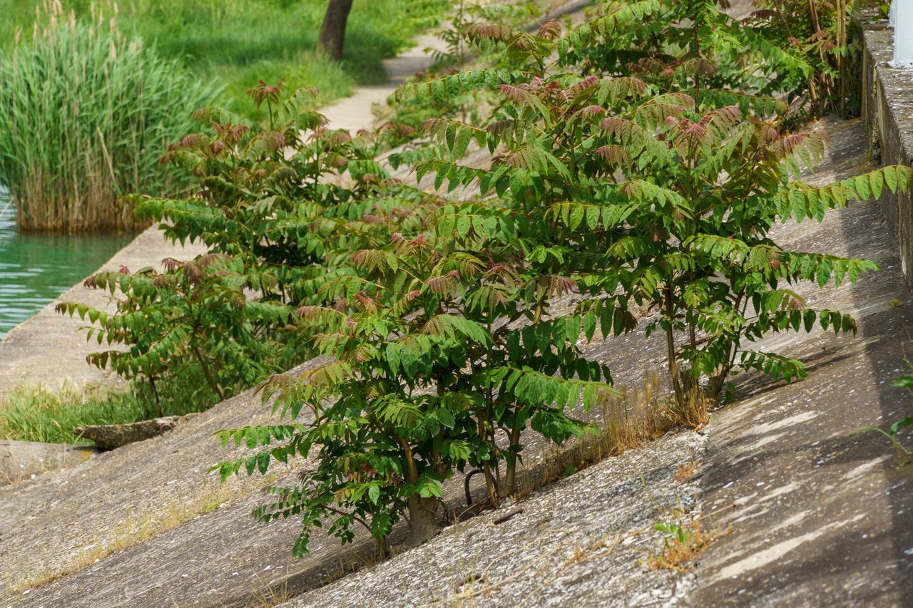 Ailanthus altissima or paradise tree growing near river in Arkhipo-Osipovka