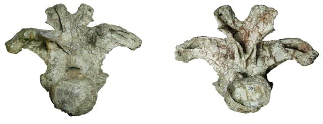 One Humble Bone Was Enough to Reveal an Entirely New Giant Dinosaur