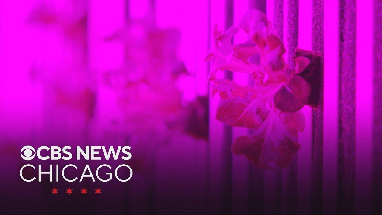 Ford Heights, a Cook County food desert, gets a high-tech hydroponic farm