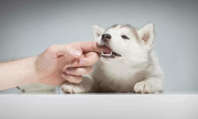 Why your puppy won't stop biting (and how to fix it)